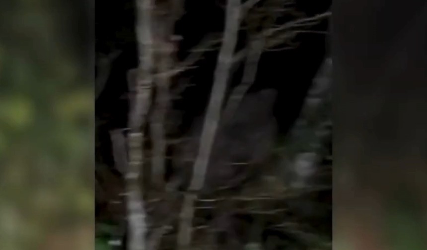 Kastamonu'da Fenomen Çift Ayıyla Karşılaştı! 14