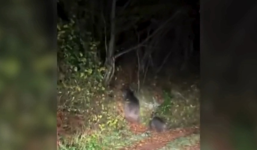 Kastamonu'da Fenomen Çift Ayıyla Karşılaştı! 22