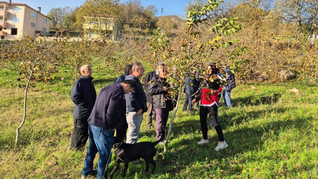 Kastamonu’da Üreticilere Budama Eğitimi (1)