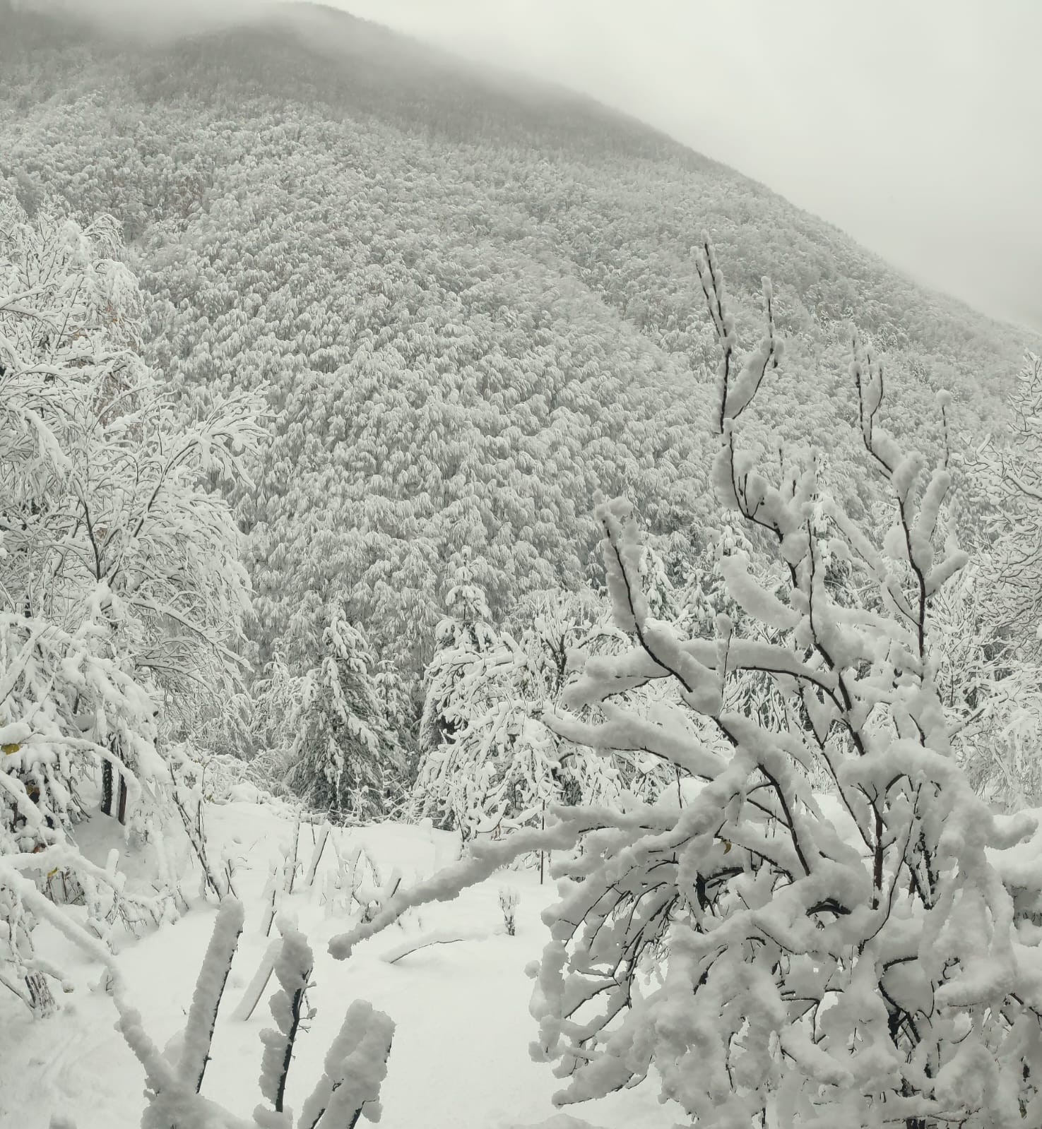 Kastamonu'nun Ilçesinde Kar Etkisini Artırdı! 36 Köy Yolu Kapandı Okullar 1 Gün Tatil Edildi! 8