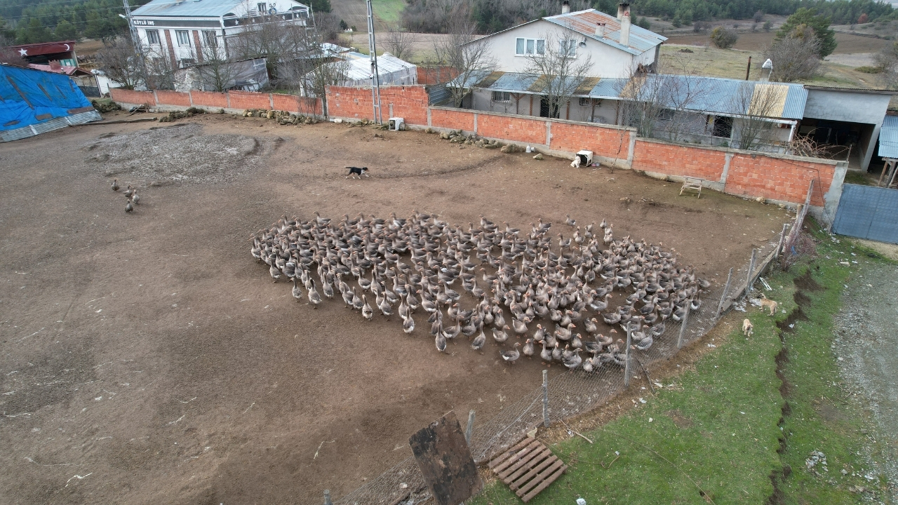 Kaz Yetiştirici (1)