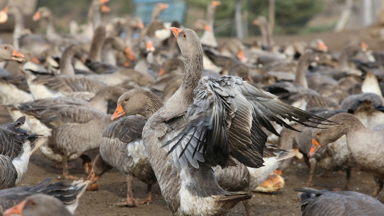 Kaz Yetiştirici (10)