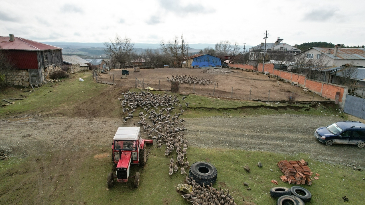 Kaz Yetiştirici (3)