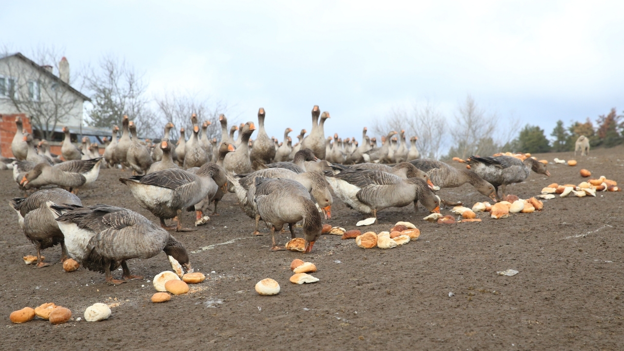 Kaz Yetiştirici (8)
