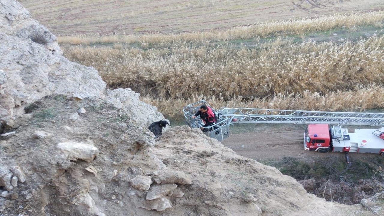 Keçi Kurtarıldı (1)