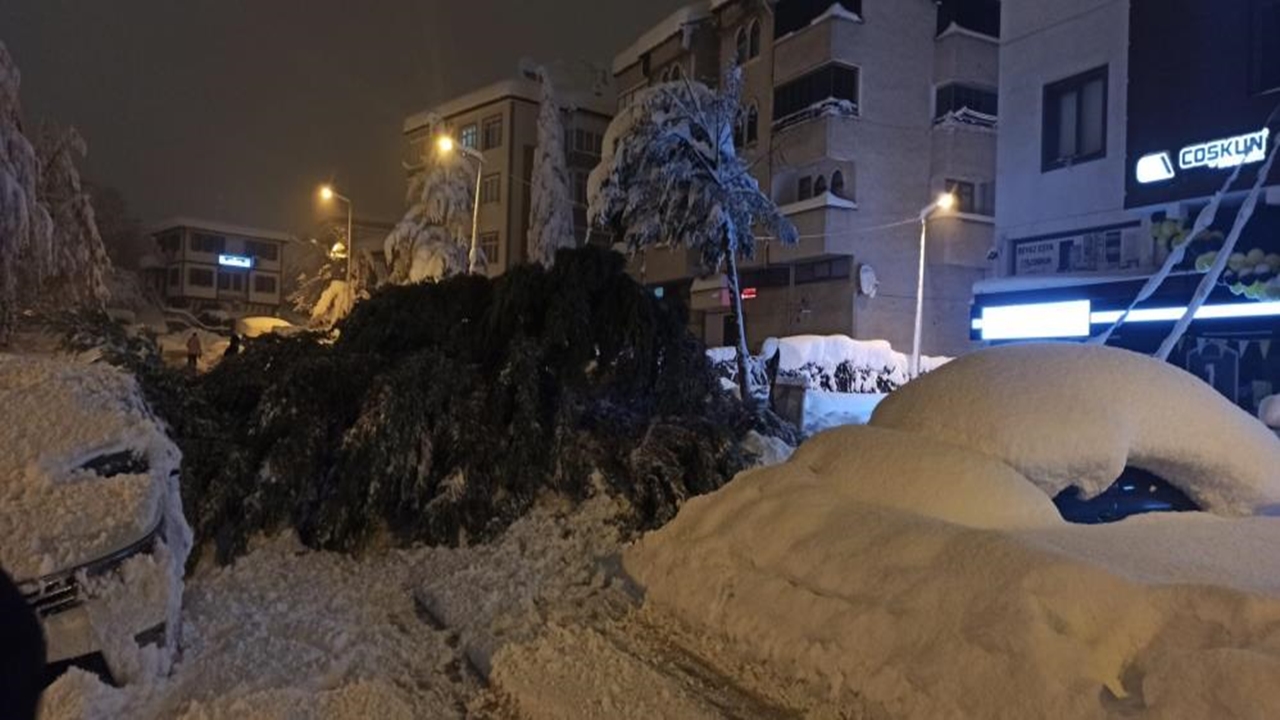 Otomobillerin Üzerine Çam Ağacı (2)