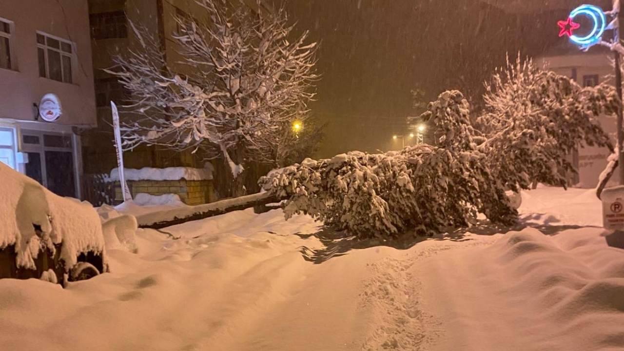 Pınarbaşı’nda Büyük Tehlike Karla Kaplı Ağaç Devrildi (2)