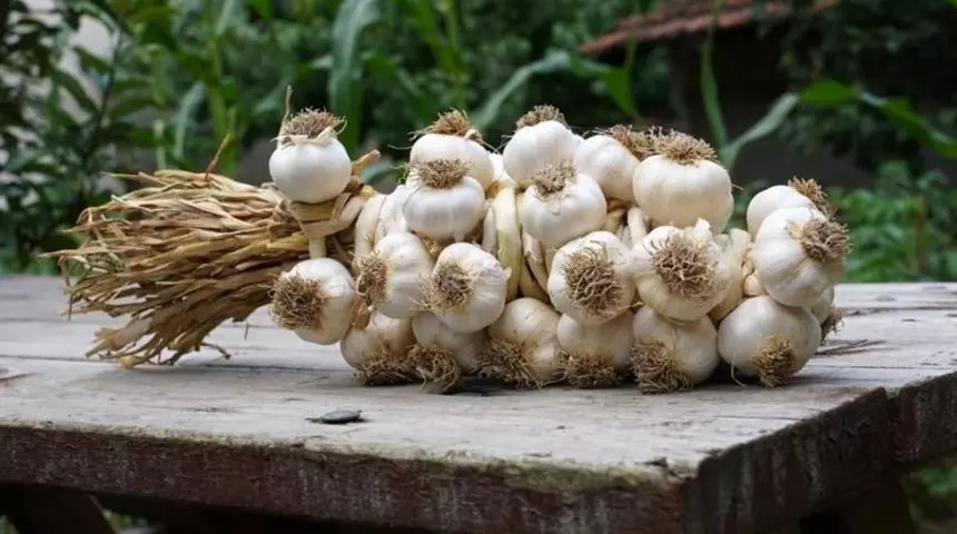 Taşköprü Sarımsağının Faydaları Saymakla Bitmiyor! 12