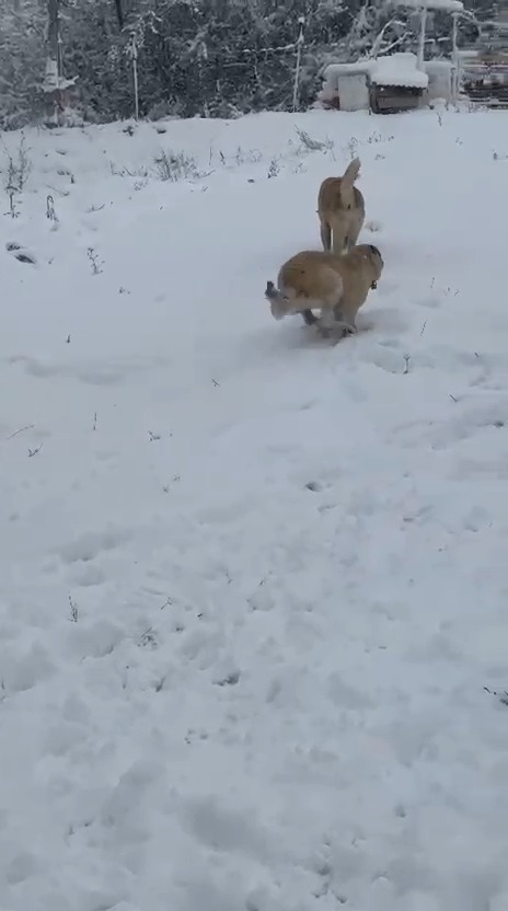 Taşköprü'nün Köyü Beyaza Büründü Köpekleriyle Birlikte Karın Tadını Çıkardı! 12
