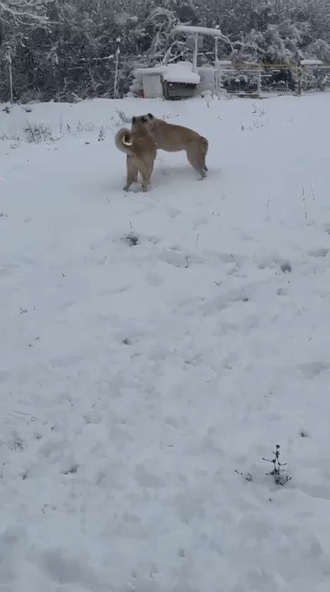 Taşköprü'nün Köyü Beyaza Büründü Köpekleriyle Birlikte Karın Tadını Çıkardı! 2