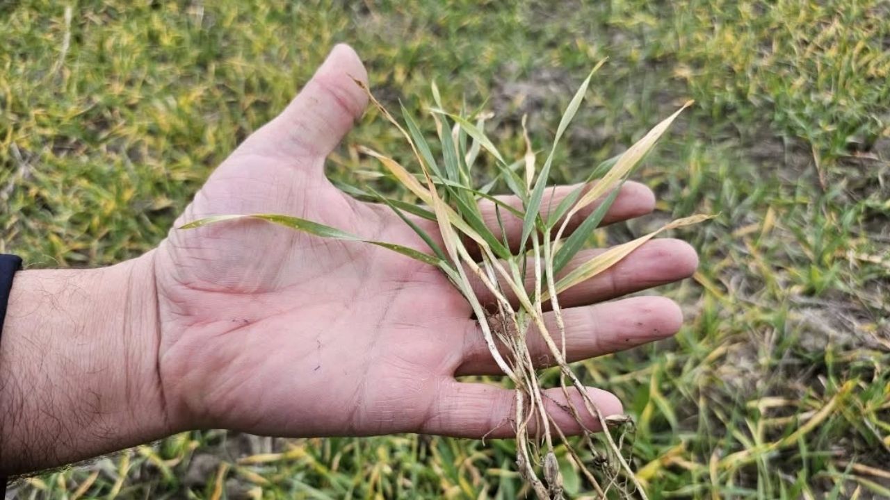 Tosya Çaykapı Köyü (1)