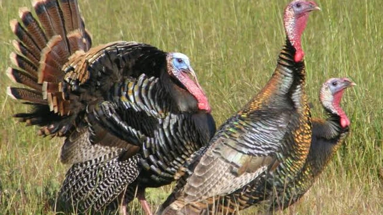 Yılbaşı Hindileri Kastamonu Satış Ilan (1)