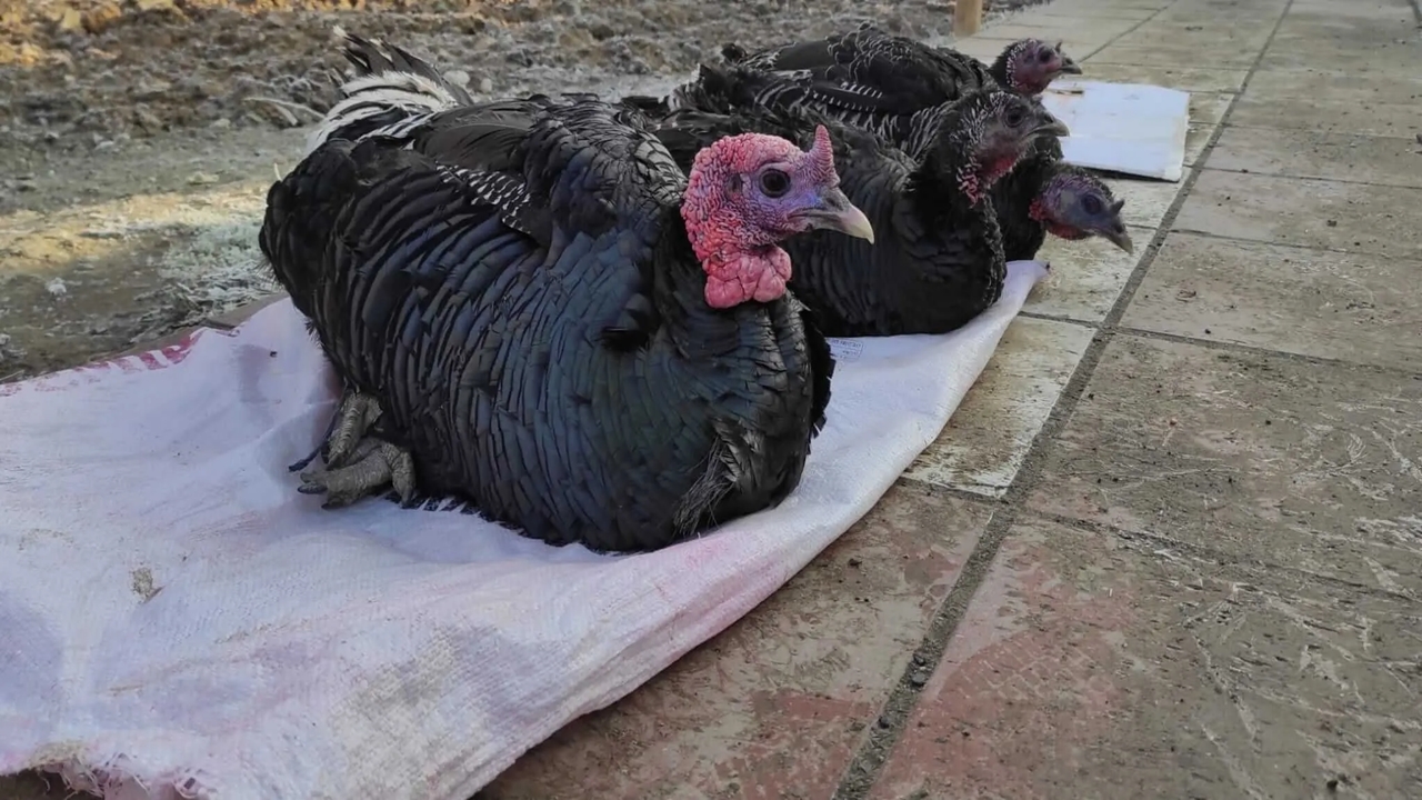 Yılbaşı Hindileri Kastamonu Satış Ilan (2)