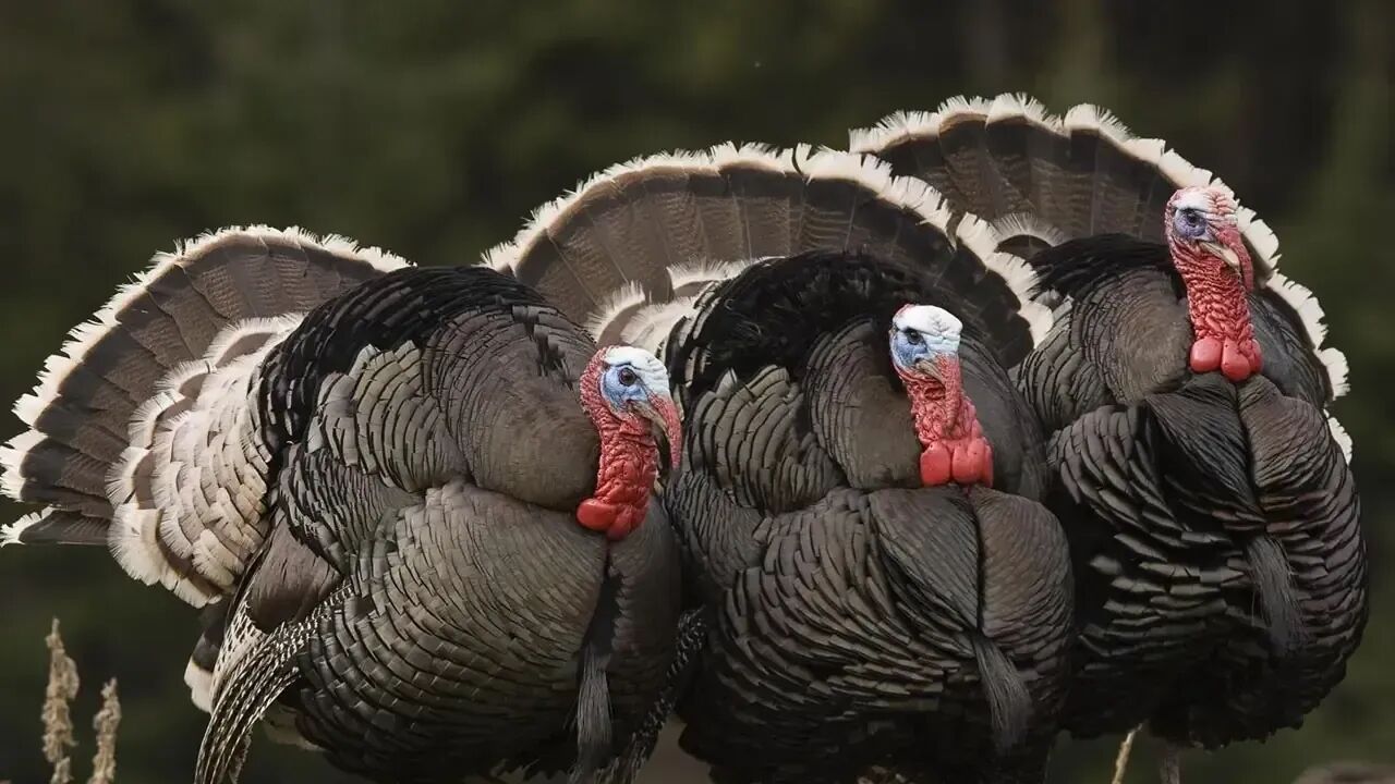Yılbaşı Hindileri Kastamonu Satış Ilan (3)