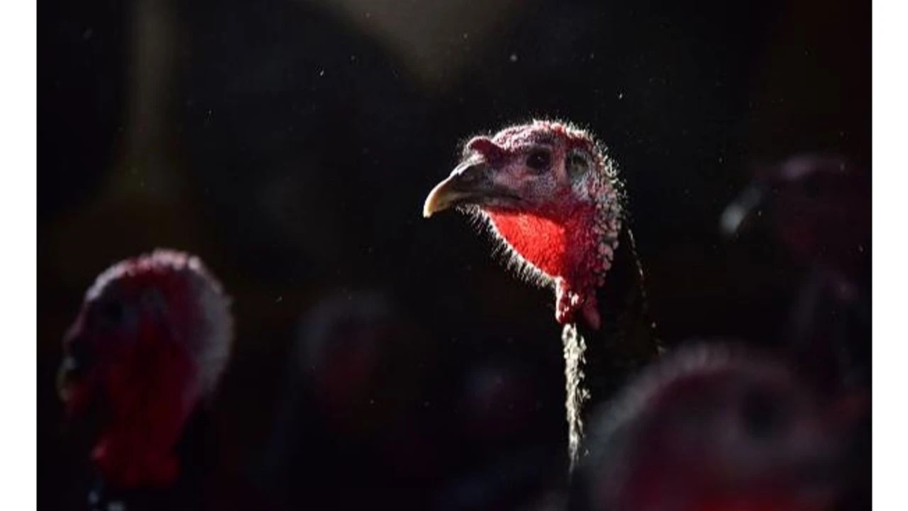 Yılbaşı Hindileri Kastamonu Satış Ilan (4)