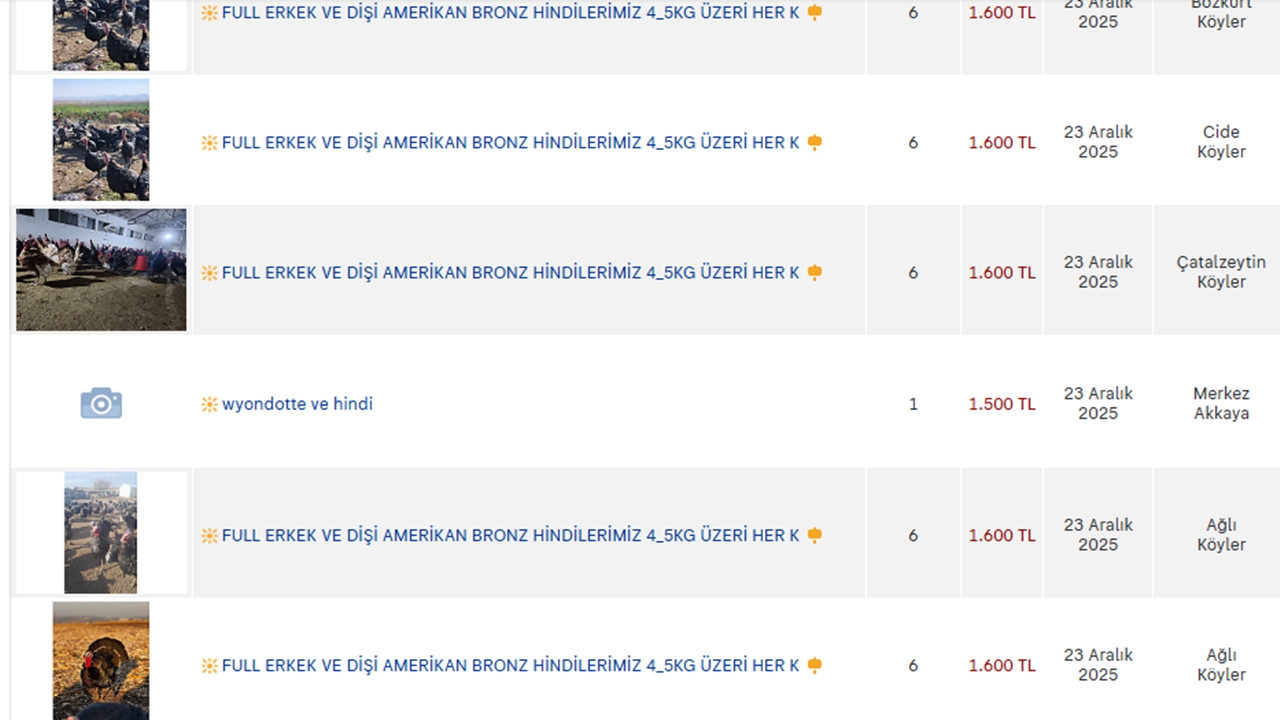 Yılbaşı Hindileri Kastamonu Satış Ilan (5)