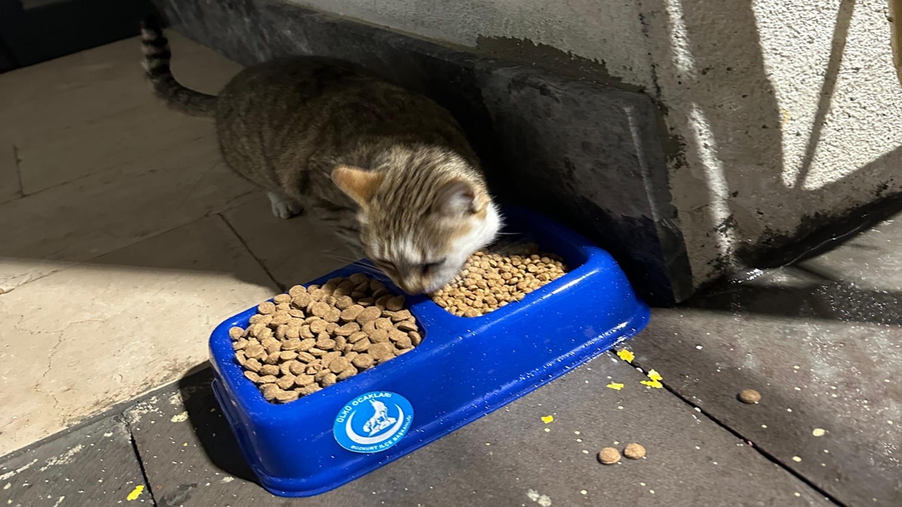 Abana Bozkurt Ülkü Ocakları Mama (6)