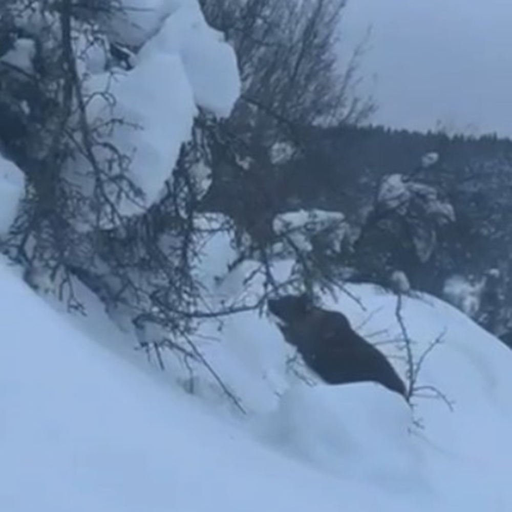 Ağlı Boz Ayı Uyku (1)
