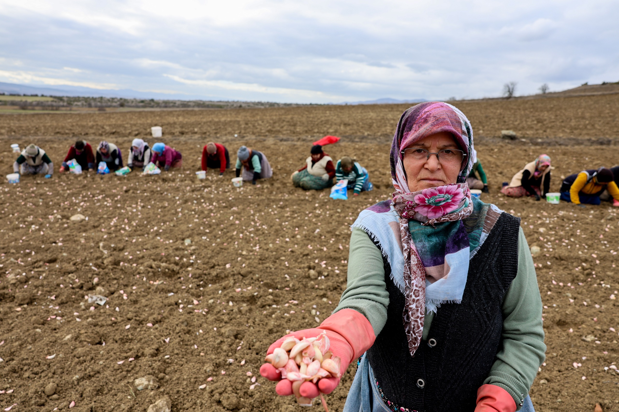 Avrupa Coğrafi İşaretli Taşköprü Sarımsağı Toprakla Buluştu 4444