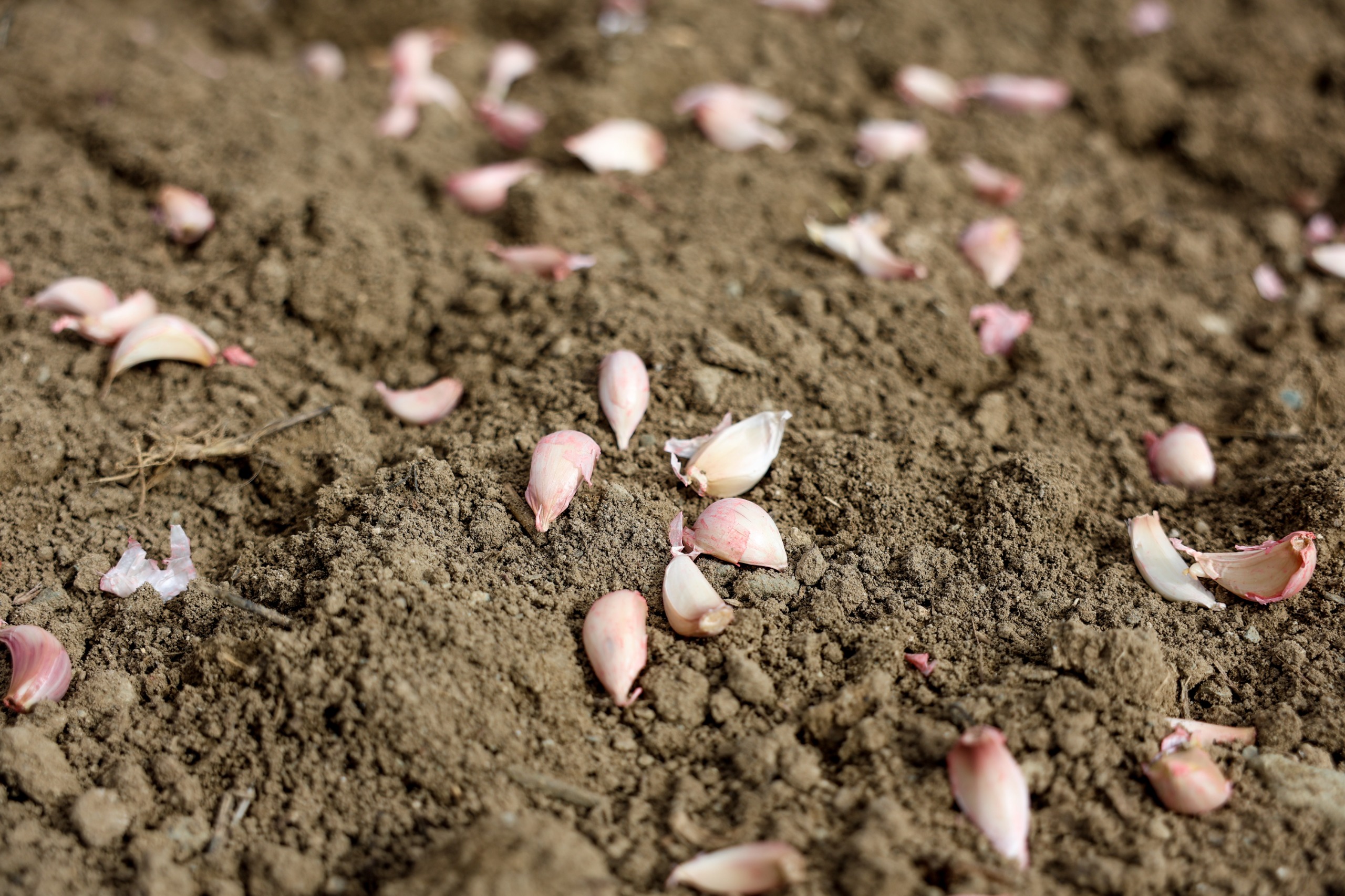 Avrupa Coğrafi İşaretli Taşköprü Sarımsağı Toprakla Buluştu 7