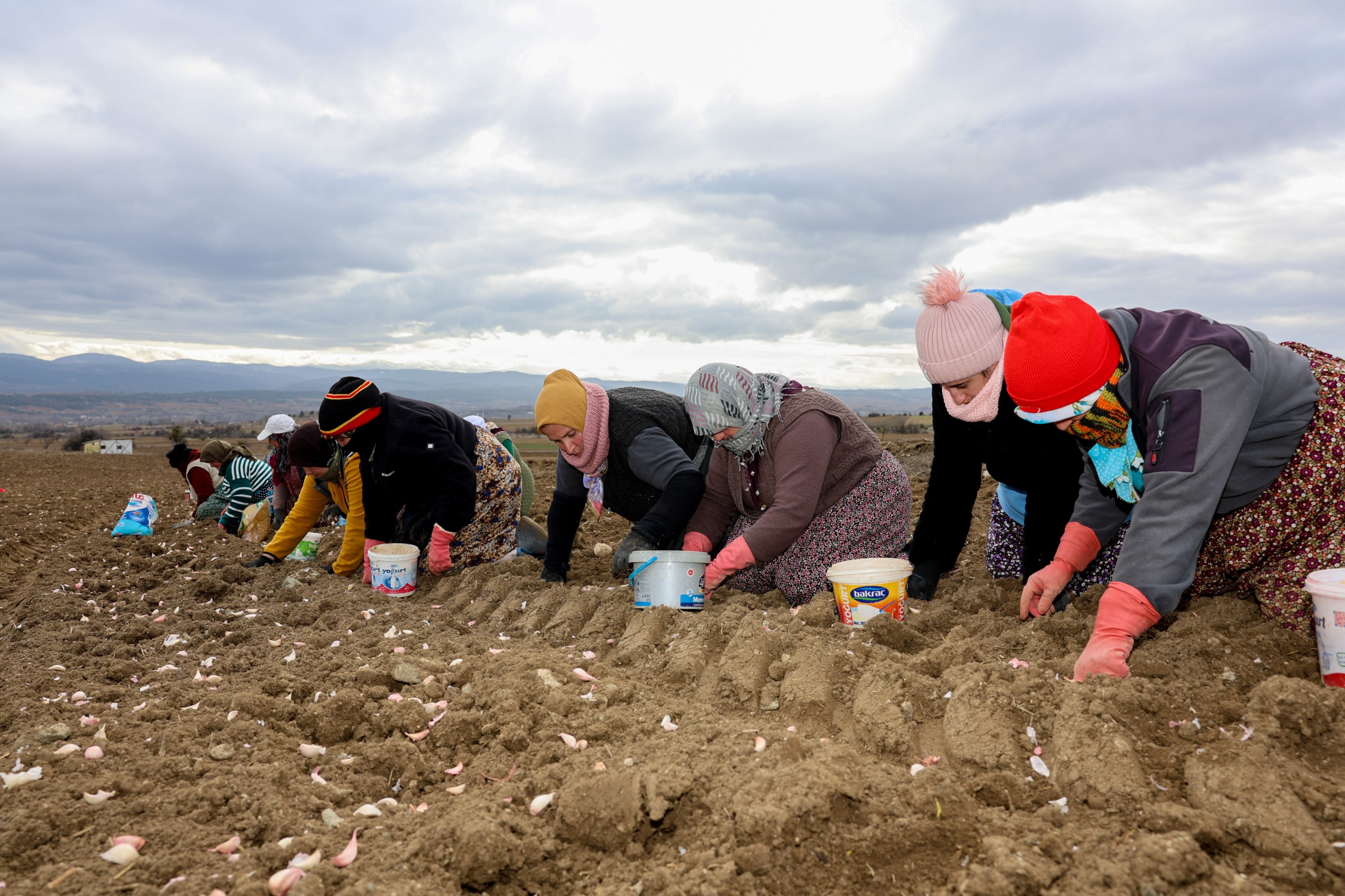 Avrupa Coğrafi İşaretli Taşköprü Sarımsağı Toprakla Buluştu 88888888