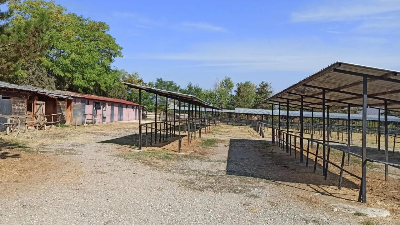 Aylar Sonra Kapılar Açıldı Taşköprü Canlı Hayvan Pazarı Faaliyette