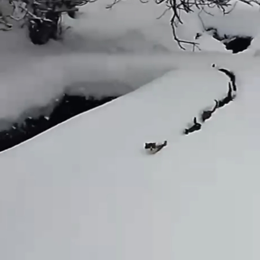 Çatalzeytin Kedi Imam (1)