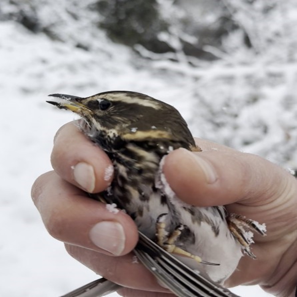 Çatalzeytin Kuş Kurtuldu (4)