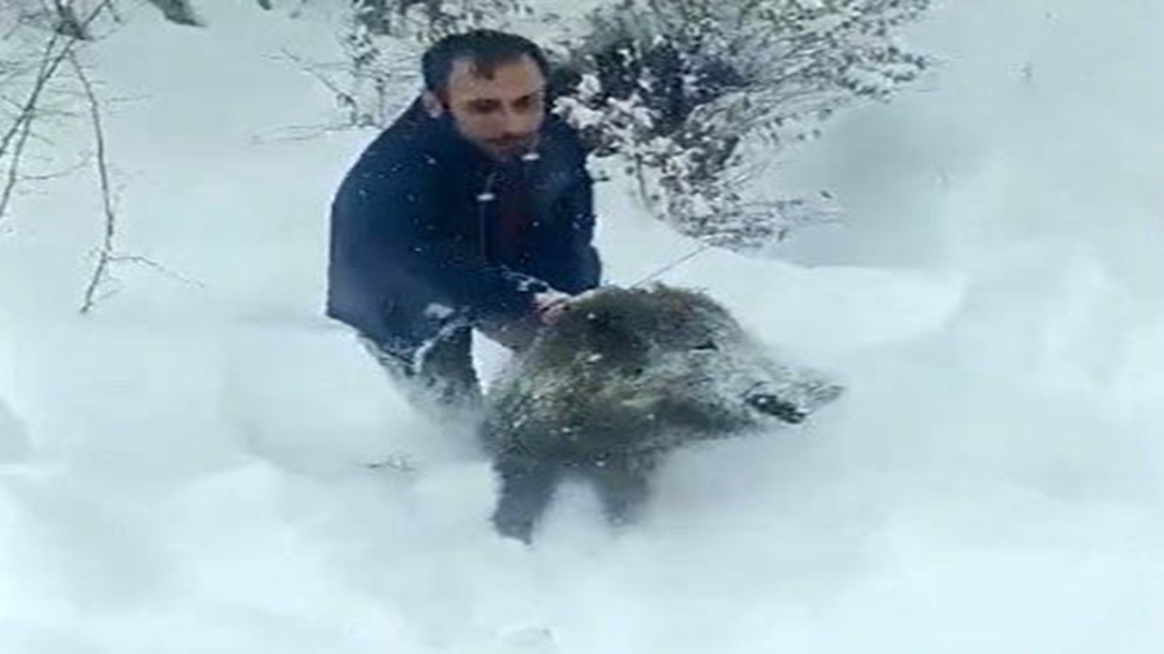 Domuz Sürüsü Elleriyle Yakaladı (2)