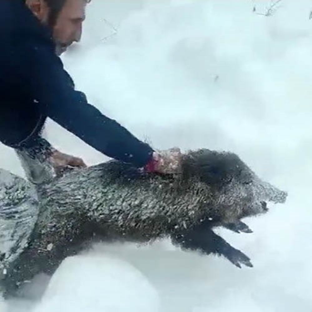 Domuz Sürüsü Elleriyle Yakaladı (3)
