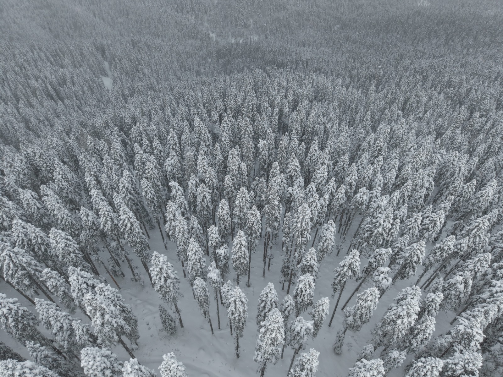 Ilgaz Dağı'nın Karlı Ormanları Havadan Görüntülendi 12