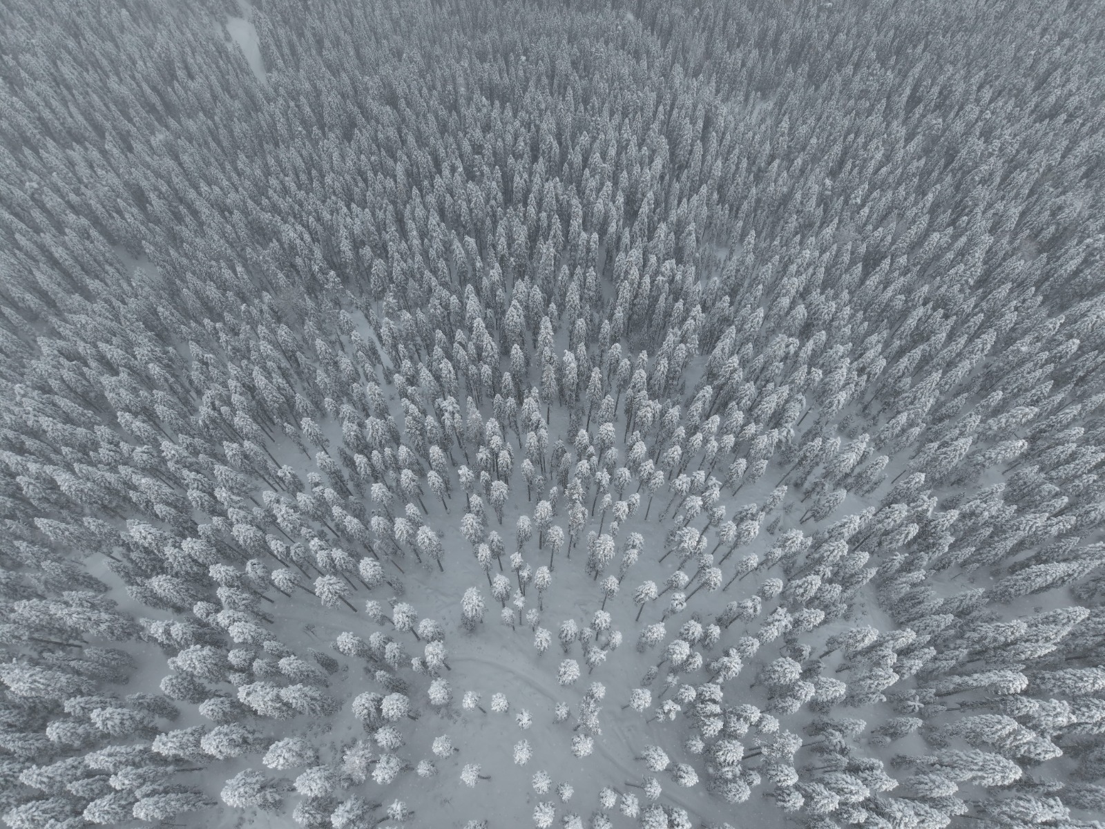 Ilgaz Dağı'nın Karlı Ormanları Havadan Görüntülendi 4