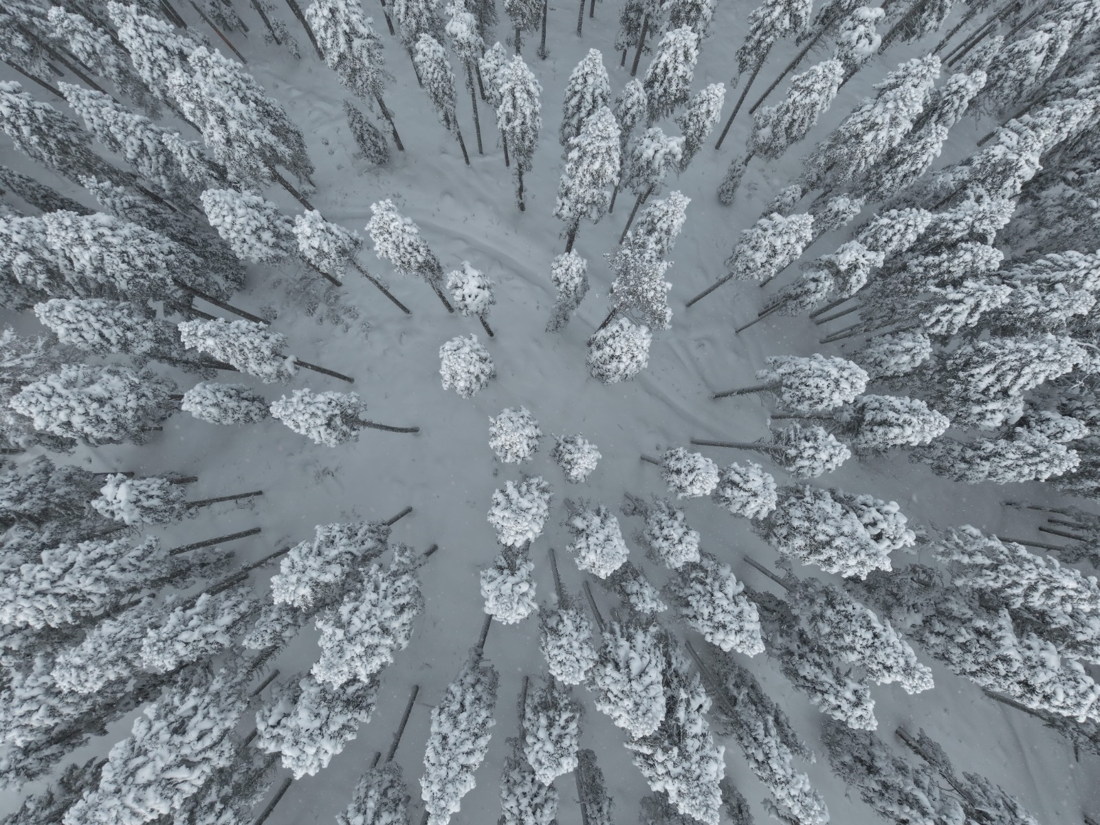 Ilgaz Dağı'nın Karlı Ormanları Havadan Görüntülendi 6