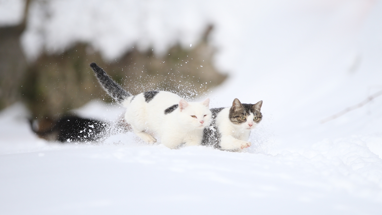 İmam Rıfat Şahin Kedi Besleme (2)