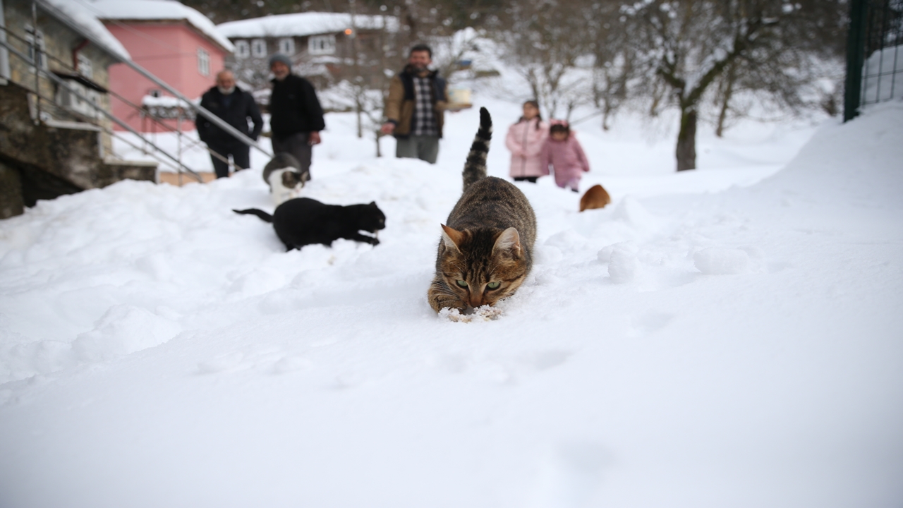İmam Rıfat Şahin Kedi Besleme (3)