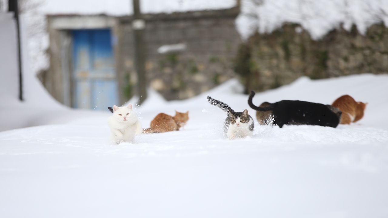 İmam Rıfat Şahin Kedi Besleme (4)