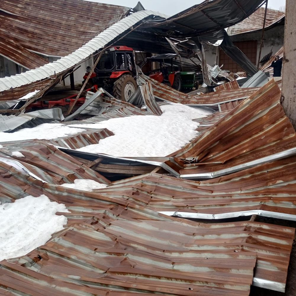 Karabük Mandıra Çöktü Buğday (1)-1