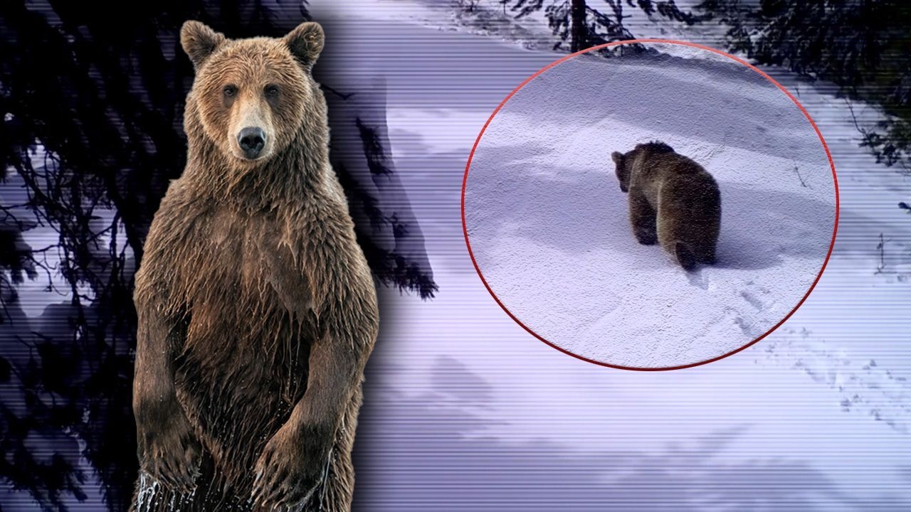 Kastamonu Ayılar Kış Uykusu (3)