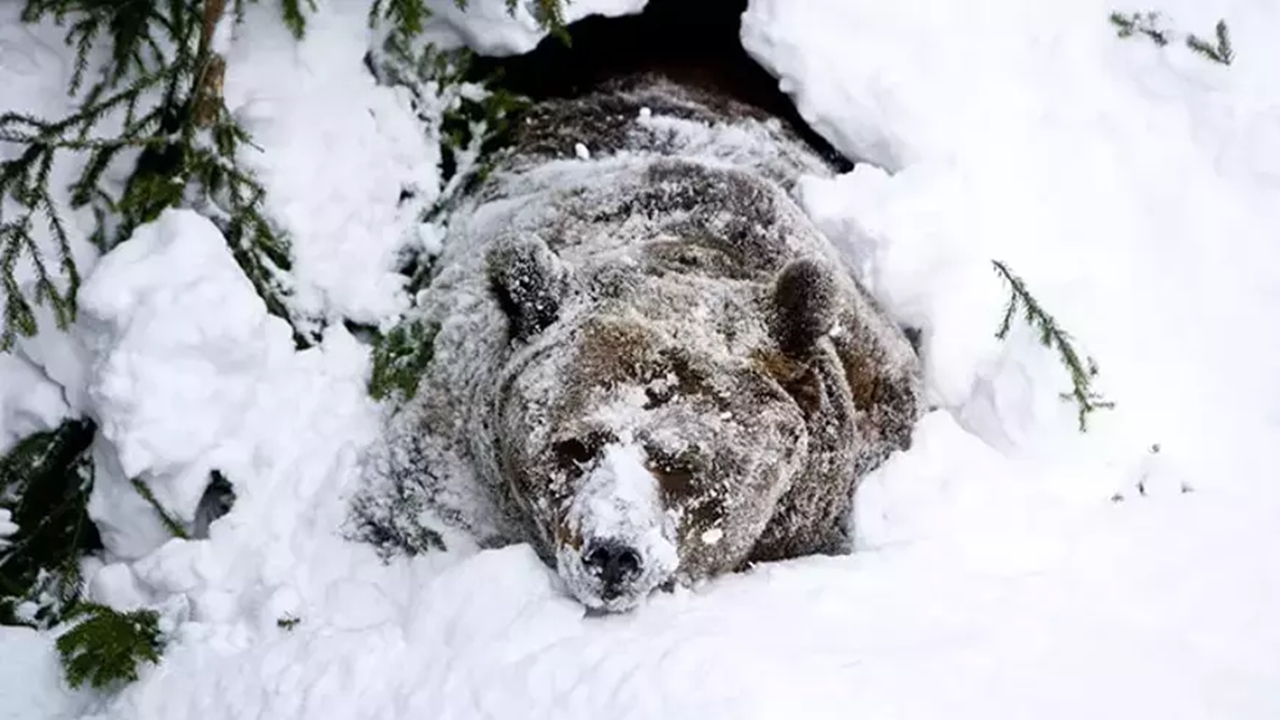 Kastamonu Ayılar Kış Uykusu (4)