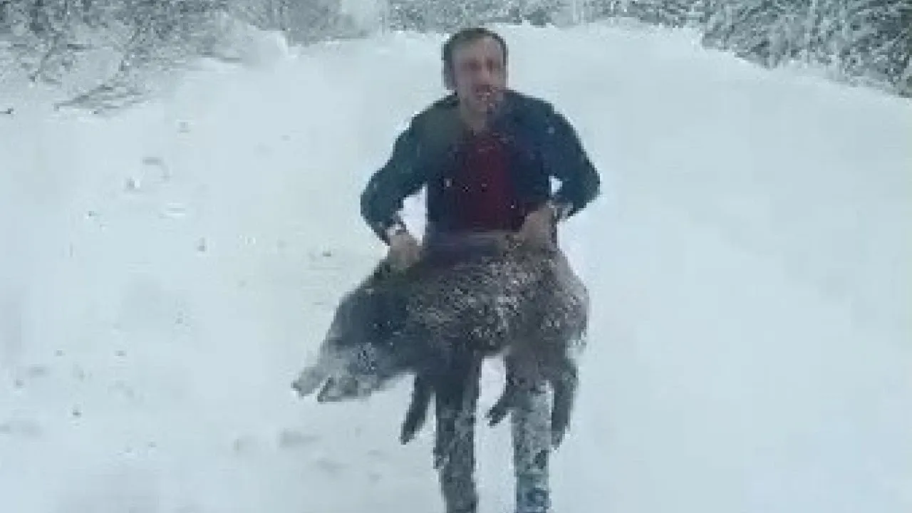 Kastamonu Domuz Sürüsü Görüldü Şenel Yılmaz