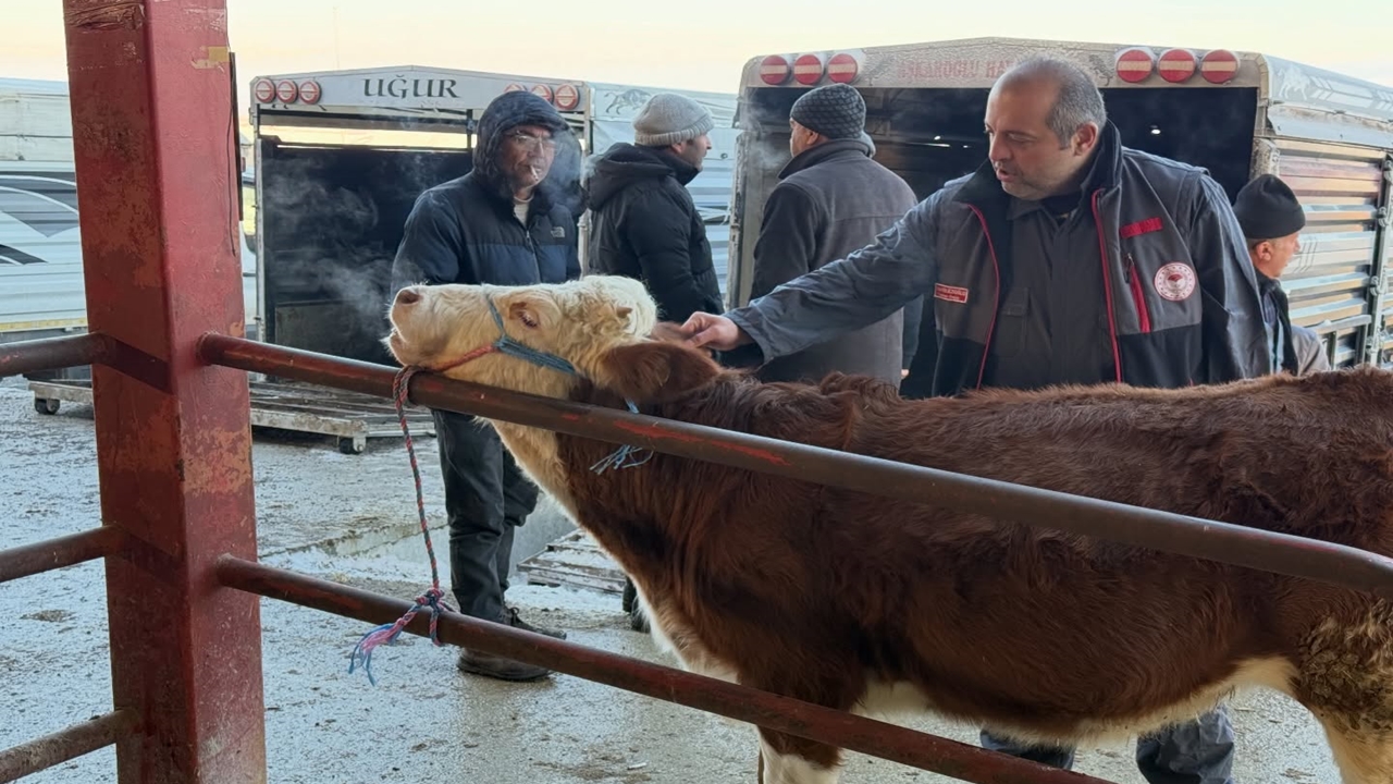 Kastamonu Hayvan Pazarı Açıldı Şap (1)
