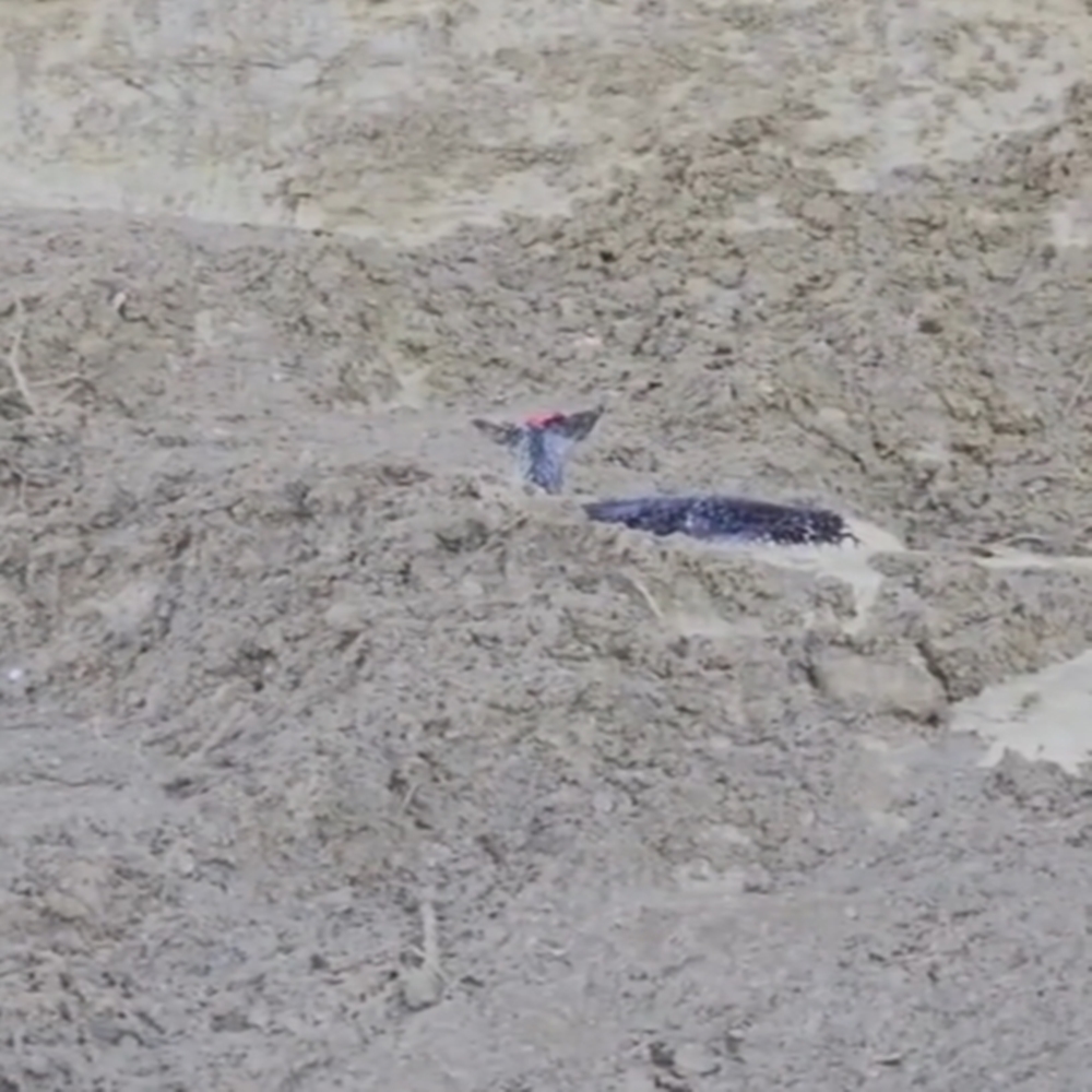 Kastamonu Karaca Çamur Saplandı (1)