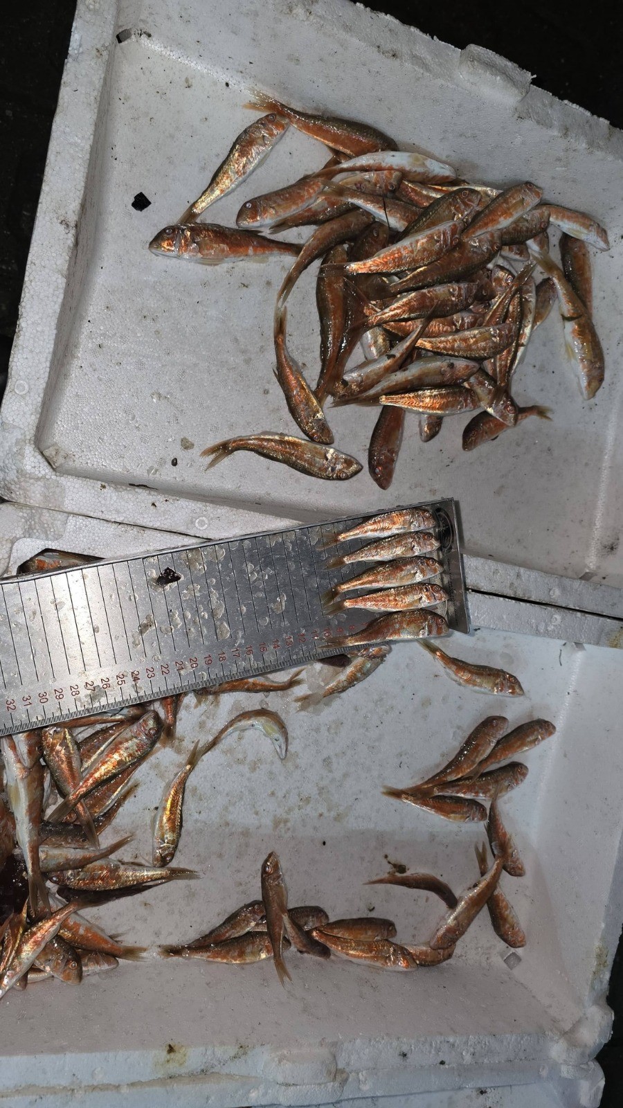 Kastamonu'da 1,5 Ton Balığa El Konuldu 2