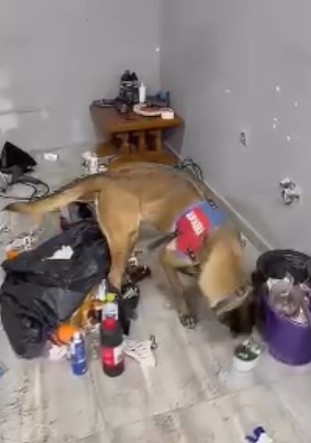 Kastamonu'da 9 Adrese Eş Zamanlı Operasyon! 8 Şüpheli Gözaltına Alıntı 1 Kişi Tutuklandı! 8