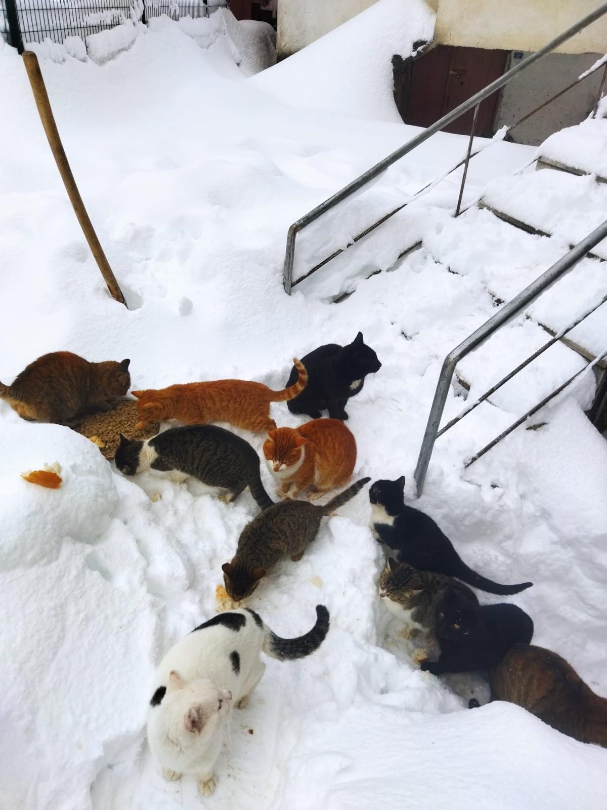 Kastamonu'da Köy Imamının Seslendiği Kedilerin Karda Yürüyüşü Gülümsetti 12