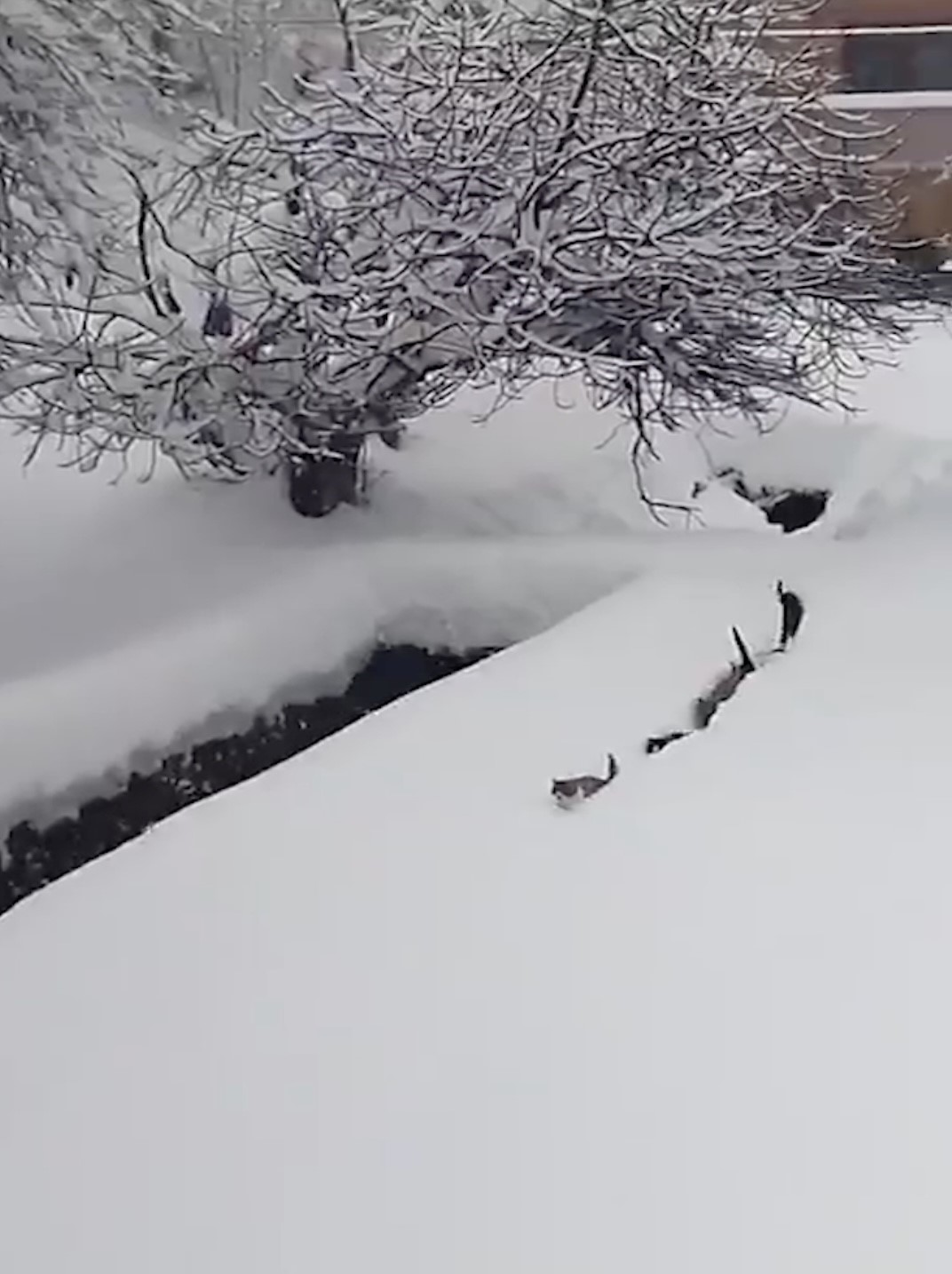 Kastamonu'da Köy Imamının Seslendiği Kedilerin Karda Yürüyüşü Gülümsetti 44444444