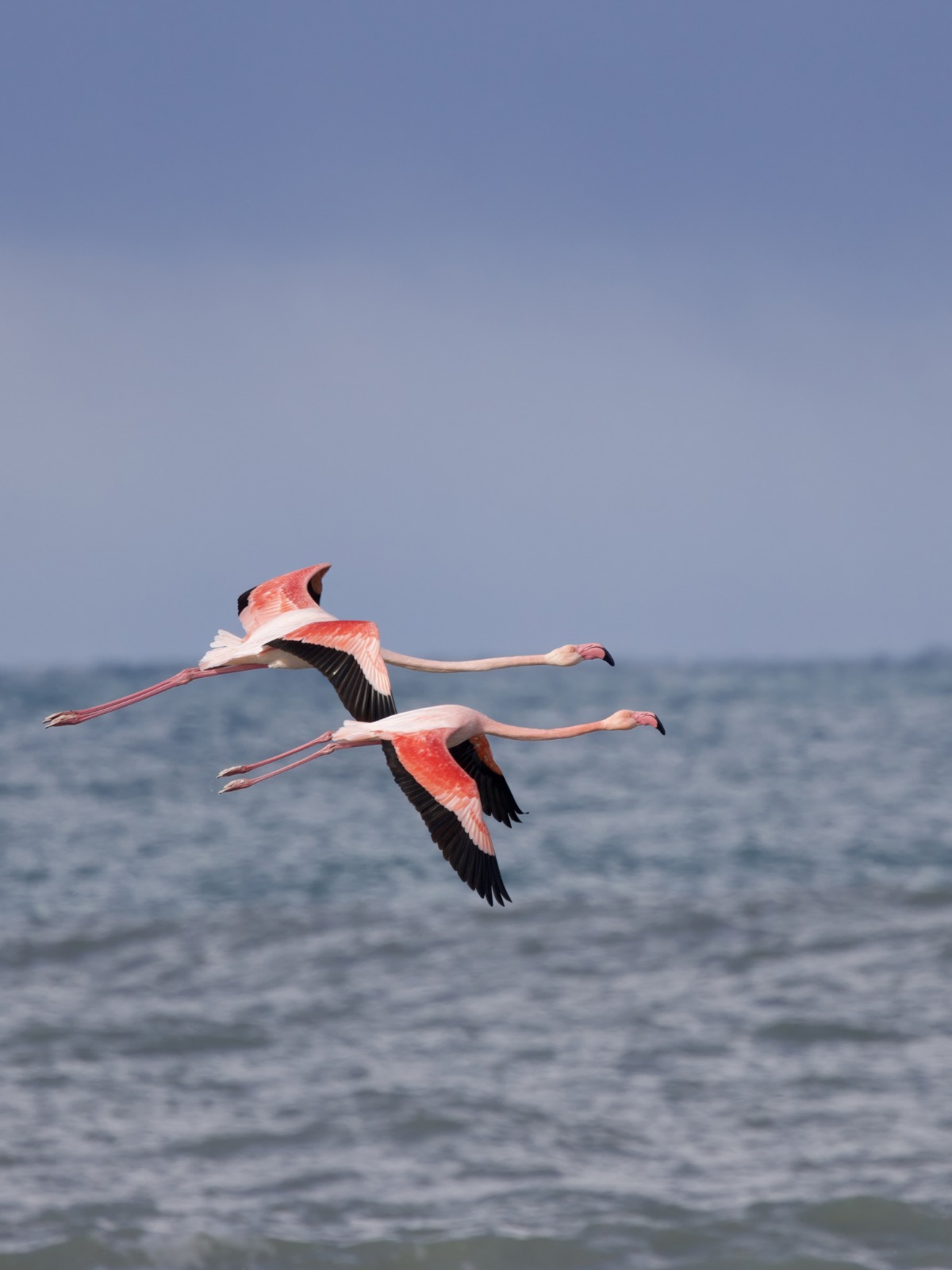 Kastamonu'da Nadir Görüntü Ezine Çayı'na Gelen Flamingolar Ilgi Odağı Oldu 14