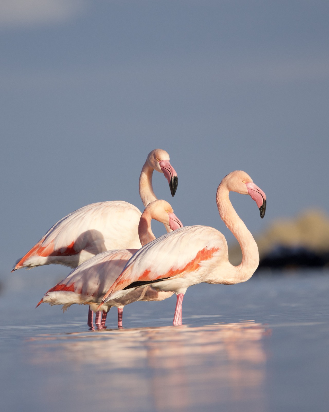 Kastamonu'da Nadir Görüntü Ezine Çayı'na Gelen Flamingolar Ilgi Odağı Oldu 22222222222222
