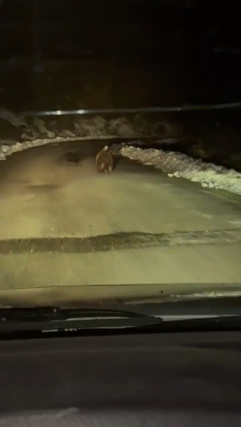 Kastamonu'da Vakaya Giden Ambulansın Önüne Ayı Çıktı 12