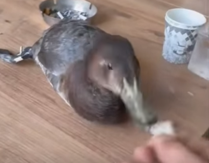 Kastamonu’da Yaralı Ördeğe Şantiye İşçisinden Duyarlı Davranış